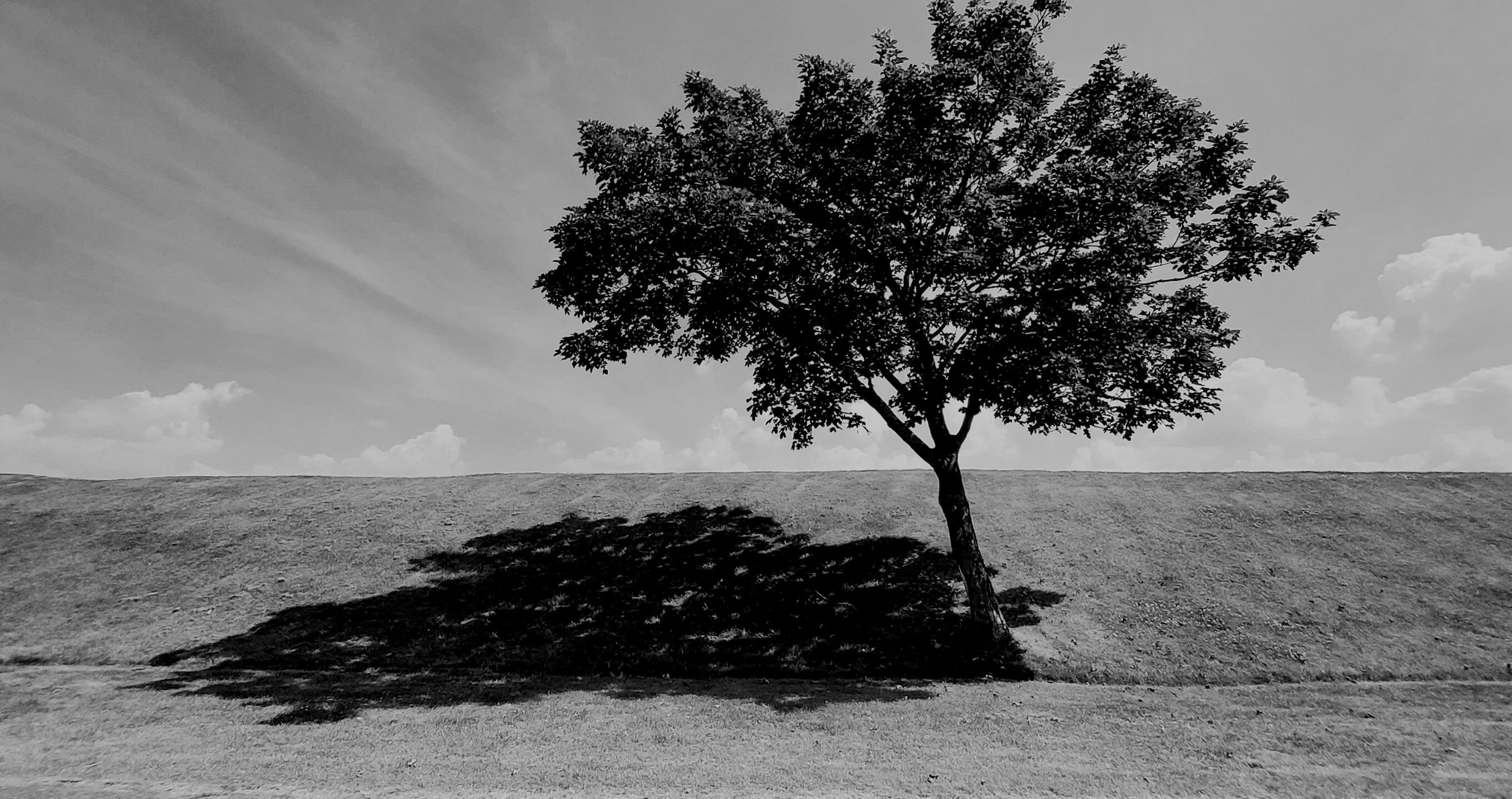 tree home page